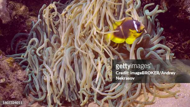 closeup of red sea clownfish (amphiprion bicinctus) with babies of threespot dascyllus (dascyllus trimaculatus) swims in sebae anemone (heteractis crispa) in sunlight, red sea, egypt - sebae sea anemone stock pictures, royalty-free photos & images