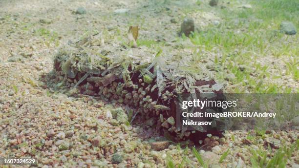 black teatfish, holothuria (microthele) nobilis lies on seabed with pebbles and wilted seagrass leaves glued to itself for camouflage on sunny day in sun glare, red sea, egypt - holothuria stock pictures, royalty-free photos & images