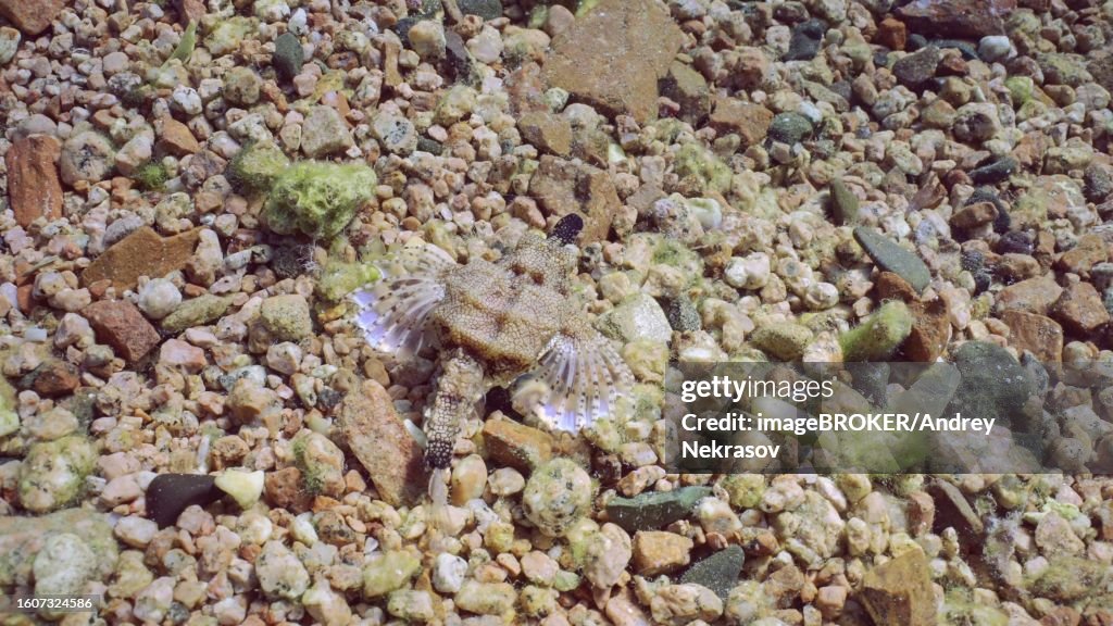 Common Seamoth, Little Dragonfish (Eurypegasus draconis) or Short Dragonfish walking on sandy rocky bottom on sunny day in sunbeams, top view, Red sea, Egypt