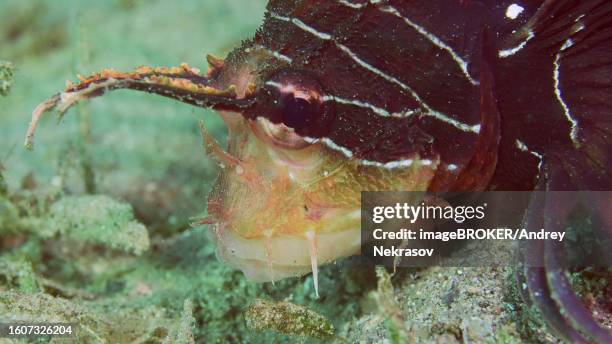 close-up portrait of radial firefish, red sea lionfish or clearfin lionfish (pterois radiata) (pterois cincta) sleeping on sandy seabed with head buried in sand, red sea, egypt - pterois radiata stock pictures, royalty-free photos & images
