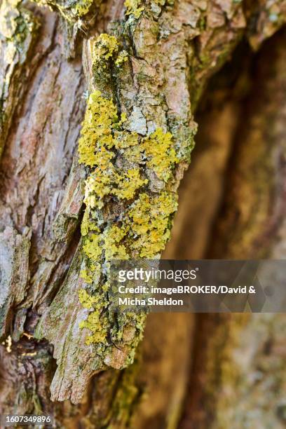 detail of lichen growing on a crack willow (salix fragilis) bark, upper palatinate, bavaria, germany - bow wow stock pictures, royalty-free photos & images