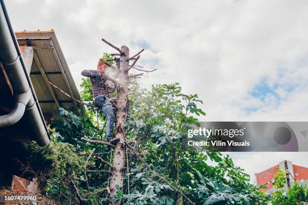 a man cutting a tree - ent stockfoto's en -beelden