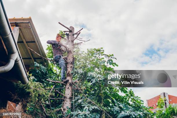 a man cutting a tree - plant cutting stock pictures, royalty-free photos & images