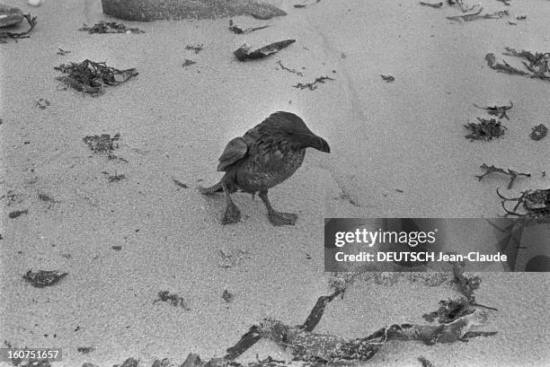 Amoco Cadiz Disaster Off Portsall. Finistère Nord- 30 mars 1978- Lors du naufrage du pétrolier supertanker l'Amoco Cadiz,sur une plage, un Petit...