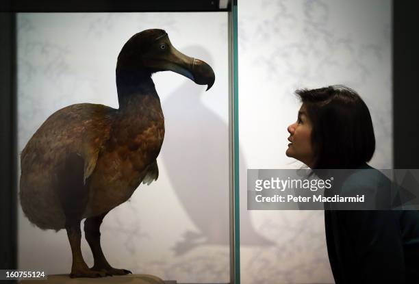 251 Dodo Bird Photos and Premium High Res Pictures - Getty Images