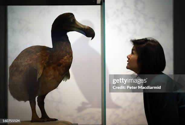 Museum employee looks at a Dodo in display at the 'Extinction: Not the End of the World?' exhibition at The Natural History Museum on February 5,...