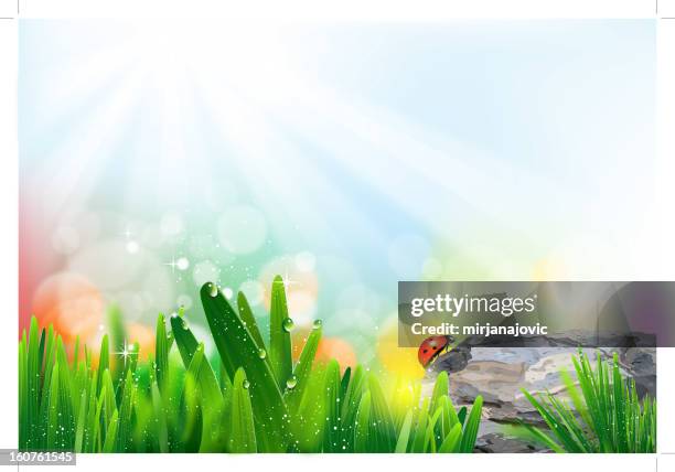 spring - ladybug stock illustrations