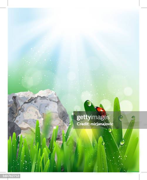 ladybug on green grass - blurred grass background stock illustrations