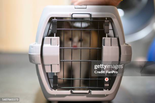 Cat Locking In 447 Cat Locked Out Stock Photos, High-Res Pictures, and Images - Getty ...