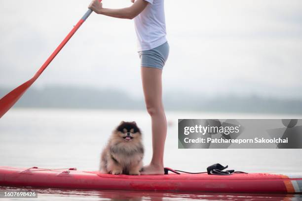 paddle day - raddampfer stock-fotos und bilder