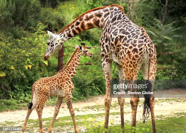 Boston, MA Amari, a 7-year-old Masai giraffe, right, at the Franklin Park Zoo gave birth there to a baby giraffe on July 14. The calf stands already...