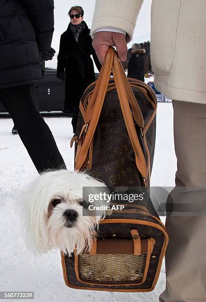 A dog is being carried in a Louis Vuitton bag on the sideline of the  News Photo - Getty Images