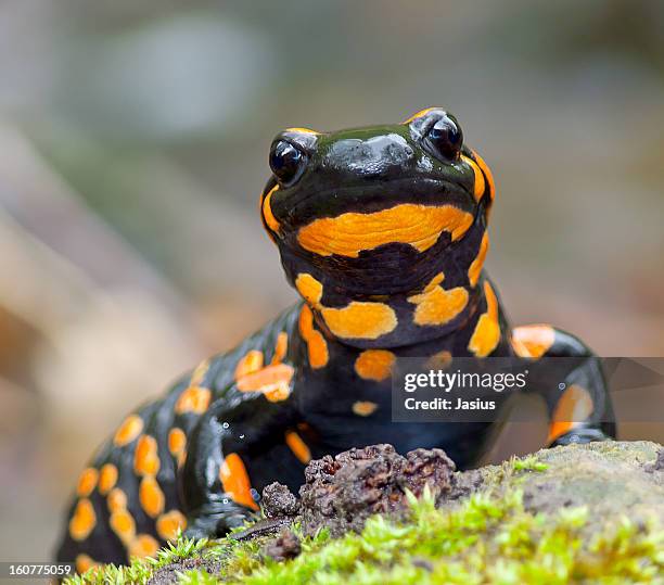 salamandra salamandra - salamandra stockfoto's en -beelden