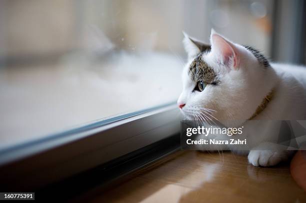 cat looking out the window - munchkin cat bildbanksfoton och bilder