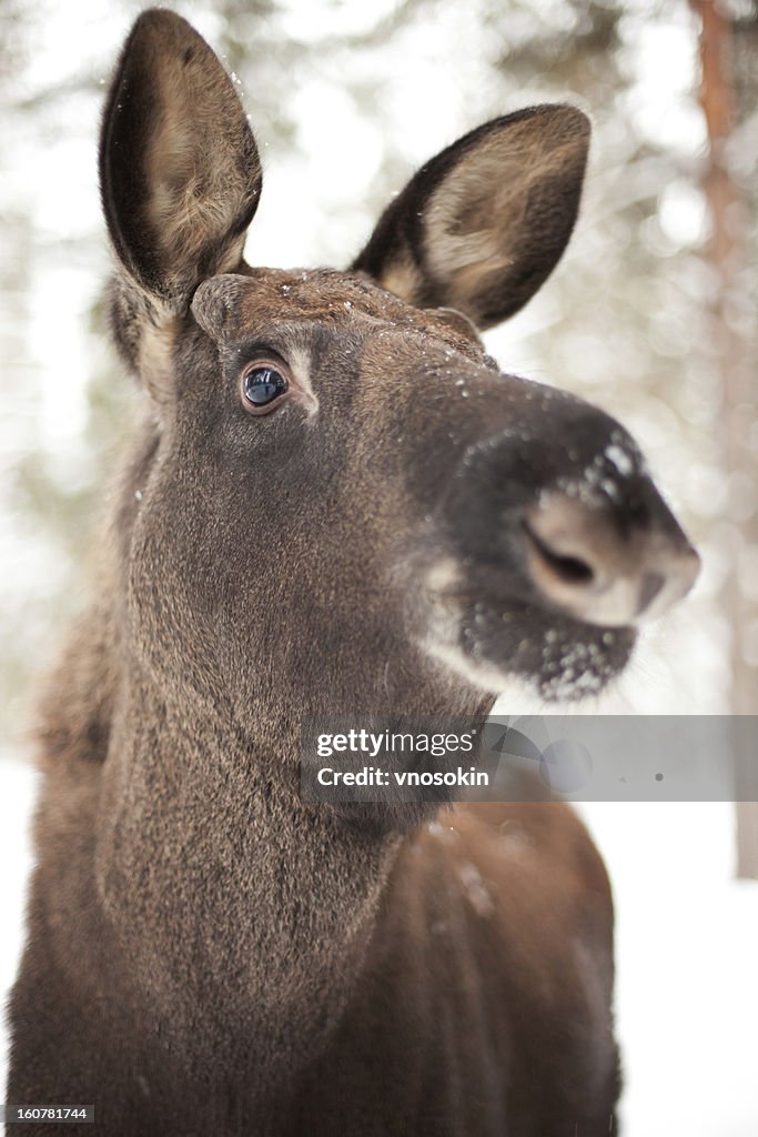 Moose calf