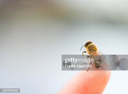 Eine Biene, die auf einem menschlichen Finger sitzt, menschliche Insekteninteraktion Eine Biene, die auf einem menschlichen Finger sitzt, menschliche Insekteninteraktion