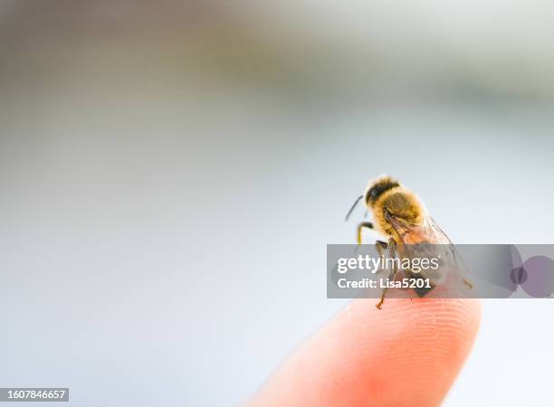 a bee perched on a human finger, human insect interaction - lisa fringer stock pictures, royalty-free photos & images