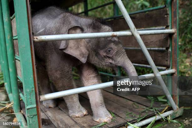 Three-month-old baby pygmy elephant "Joe" stands inside a temporary holding cage at Lok Kawi Wildlife Park in Kota Kinabalu in Malaysia's Sabah state...