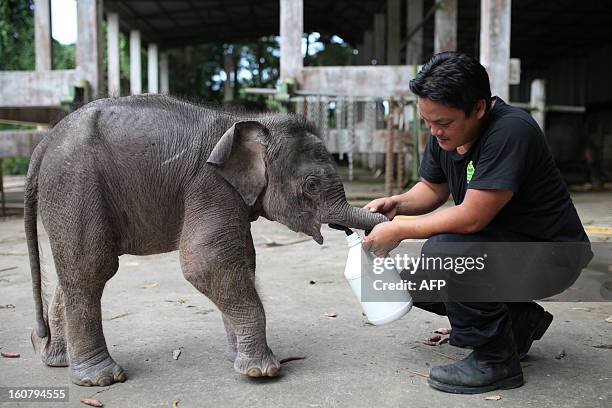 Wildlife official attends to an orphaned three-month-old baby pygmy elephant "Joe" at Lok Kawi Wildlife Park in Kota Kinabalu in Malaysia's Sabah...