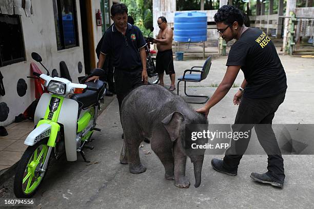 Wildlife officials attend to an orphaned three-month-old baby pygmy elephant "Joe" at Lok Kawi Wildlife Park in Kota Kinabalu in Malaysia's Sabah...