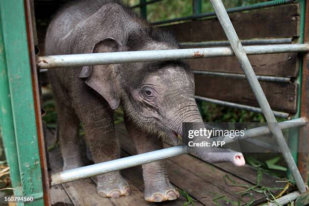 Three-month-old baby pygmy elephant "Joe" stands inside a temporary holding cage at Lok Kawi Wildlife Park in Kota Kinabalu in Malaysia's Sabah state...