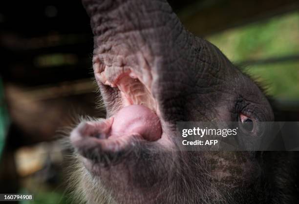 Three-month-old baby pygmy elephant "Joe" reacts inside a temporary holding cage at Lok Kawi Wildlife Park in Kota Kinabalu in Malaysia's Sabah state...