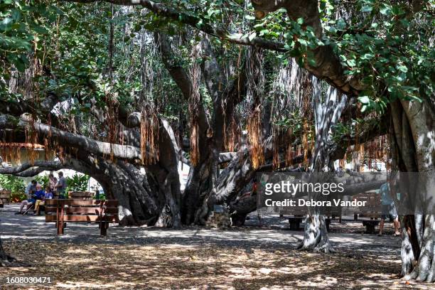 this banyan tree is located in the center of the city of lahaina in maui. this location is historic as the oldest banyan tree in the state of hawaii. - banyan tree stock pictures, royalty-free photos & images