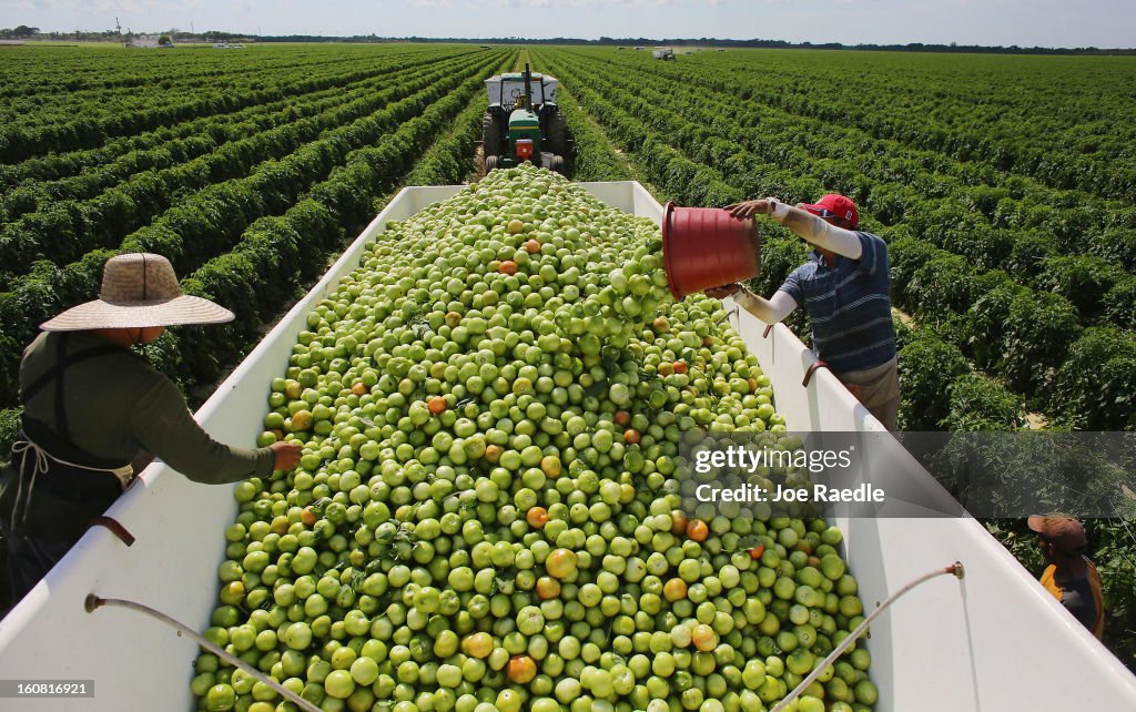 U.S. - Mexican Tomato Trade War Averted