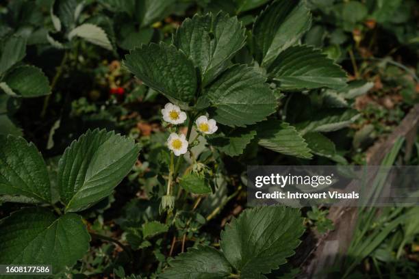 green and red natural organic strawberries in the garden blooming flowers - uncultivated stock pictures, royalty-free photos & images