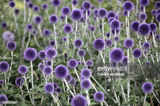 globe thistle flowers - globe thistle stock pictures, royalty-free photos & images