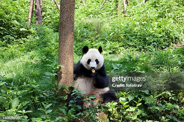 great panda in the nature - giant panda stock pictures, royalty-free photos & images