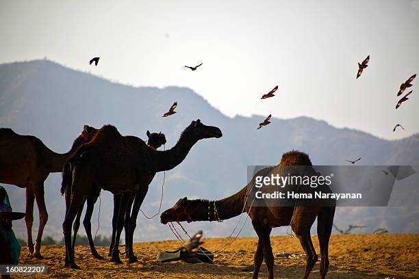 camels on thar desert - hema narayanan stock pictures, royalty-free photos & images