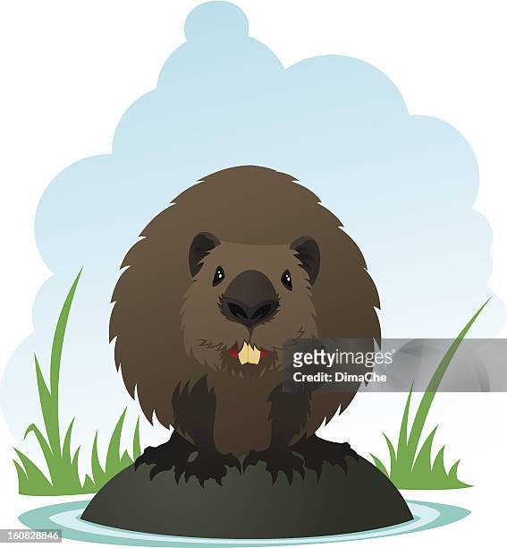 stockillustraties, clipart, cartoons en iconen met beaver - funny beaver