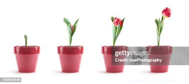 tulip growth - plant pot white background stock pictures, royalty-free photos & images