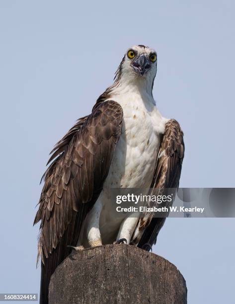 osprey - osprey stock pictures, royalty-free photos & images