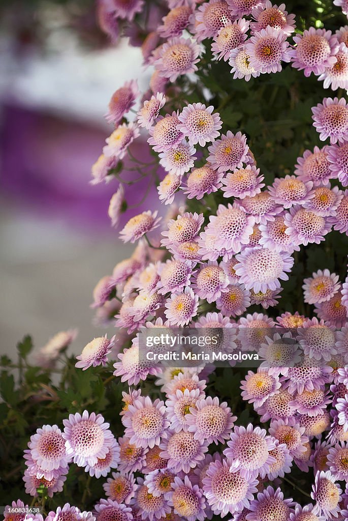 Chrysanthemum Flowers