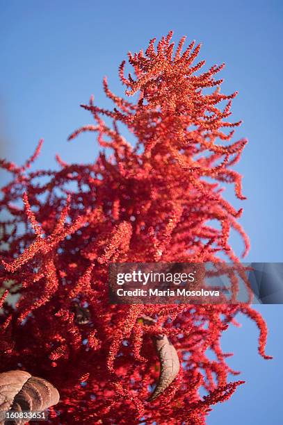 amarant plant in bloom - amaranthus stock pictures, royalty-free photos & images