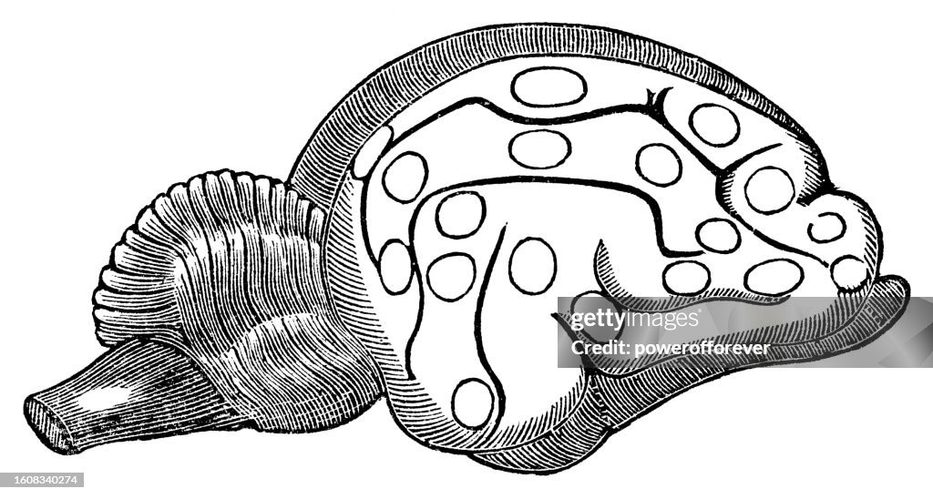 Medical Illustration Cross Section of the Brain of a Cat - 19th Century