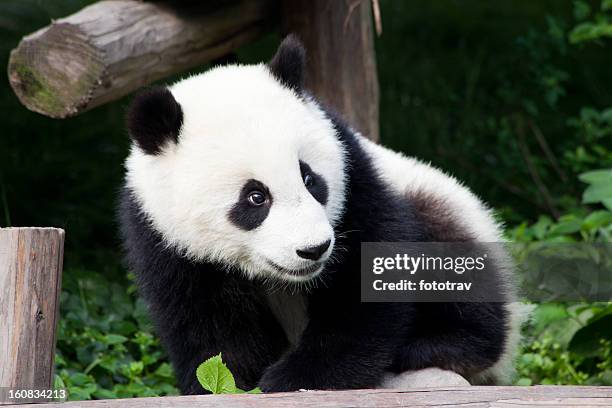 baby panda of china - chengdu, sichuan province - baby panda stock pictures, royalty-free photos & images