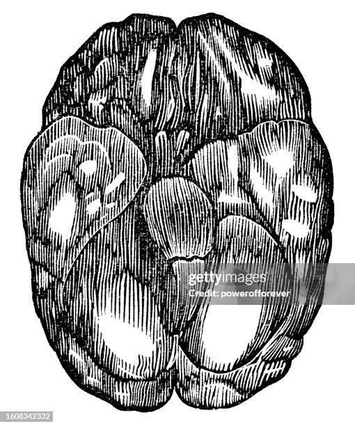 128 Human Body Organ Placement Stock Photos High Biology Diagrams
