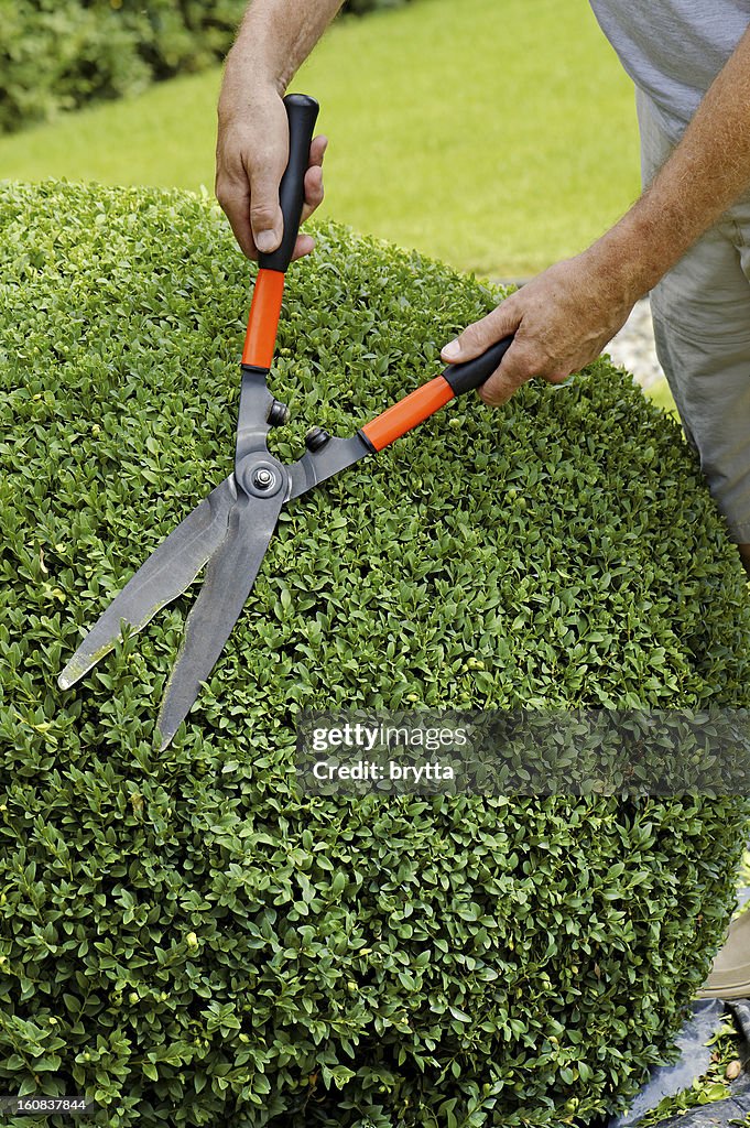 Man trimming boxwood ball with hedge clippers in round shape