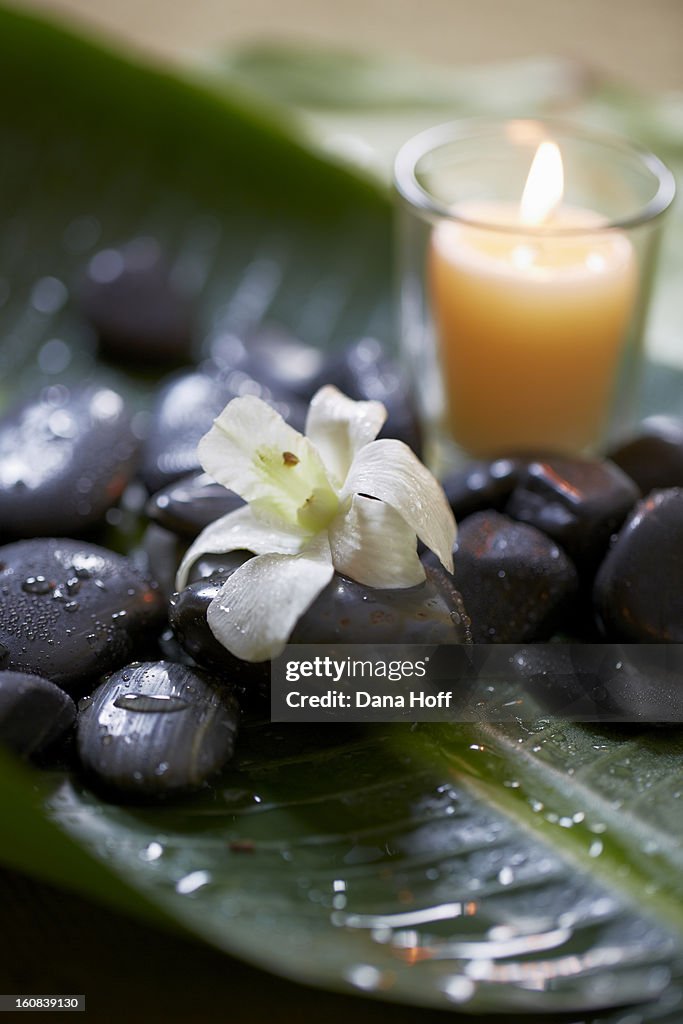Orchids on massage stones with candle in zen atmos
