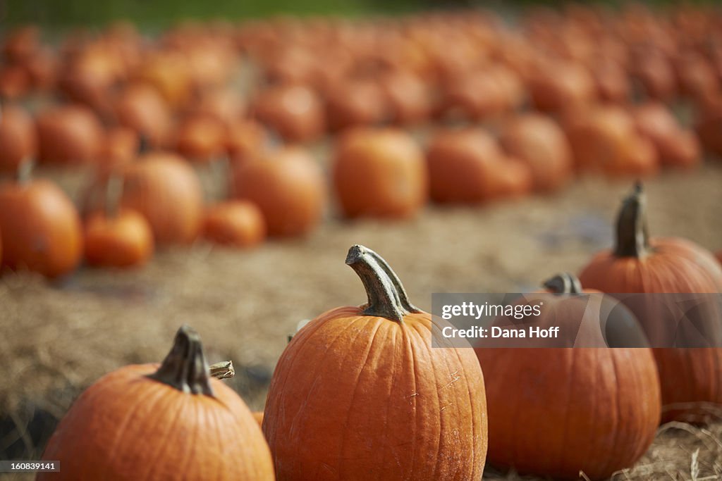 Fall Halloween pumpkin patch