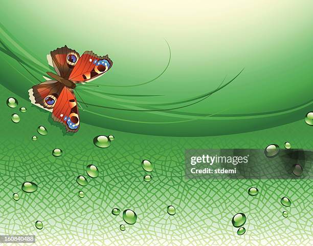 green background - peacock butterfly stock illustrations