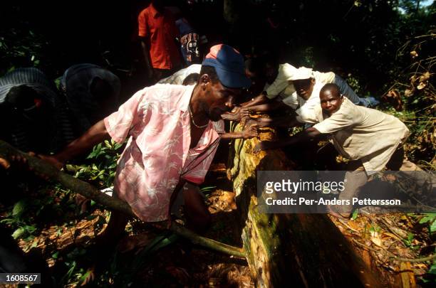Men work as loggers in the rainforest April 10 in Kikwit, The Democratic Republic of Congo. Kikvit was the center of an Ebola outbreak in 1995 where...