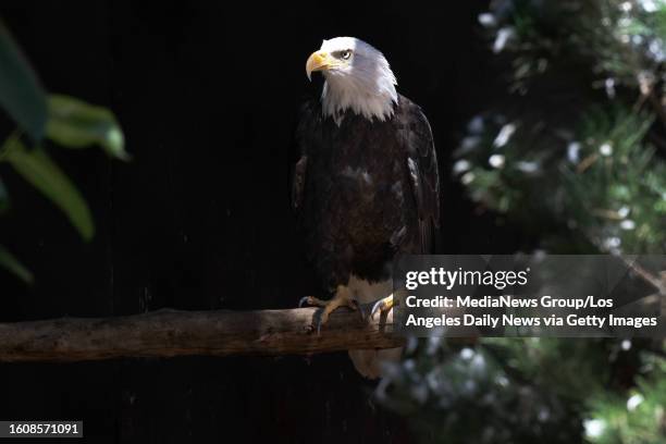 Los Angeles, CA A bald eagle at the Wildlife Learning Center in Sylmar Friday, Aug 18, 2023.