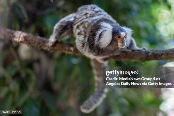 Los Angeles, CA A common marmoset at the Wildlife Learning Center in Sylmar Friday, Aug 18, 2023.