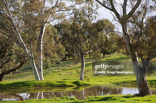 billabong - watrerhole stock pictures, royalty-free photos & images