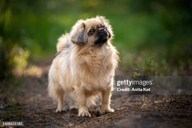 portrait of a tibetan spaniel - pekingese stock pictures, royalty-free photos & images