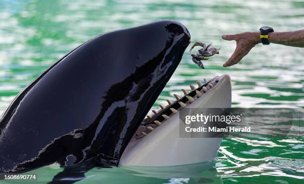 Trainer Marcia Henton feeds Lolita the killer whale, also known as Tokitae and Toki, inside her stadium tank at the Miami Seaquarium on July 8 in...
